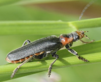 foto van zwartpootsoldaatje (Cantharis fusca)