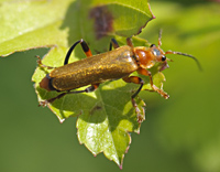 foto van geel soldaatje  (Cantharis livida)