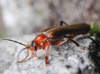 foto van geel soldaatje  (Cantharis livida)