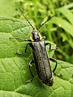 photograph of Soldier Beetle (Cantharis obscura)