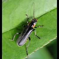 photograph of Soldier Beetle (Cantharis obscura)