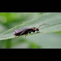 photograph of Soldier Beetle (Cantharis obscura)