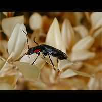 photograph of Soldier Beetle (Cantharis obscura)