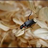 photograph of Soldier Beetle (Cantharis obscura)