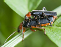 photograph of Soldier Beetle (Cantharis pellucida)