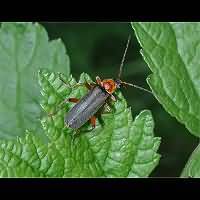 foto van  (Cantharis pellucida)