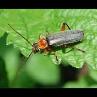 foto van  (Cantharis pellucida)