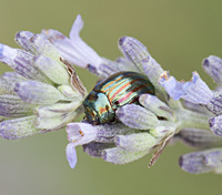 picture of Rosemary Beetle, Chrysolina americana