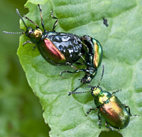 foto van Grote goudhaan, Chrysolina graminis