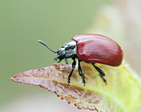 picture of Poplar Leaf Beetle, Chrysomela populi