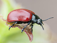 picture of Poplar Leaf Beetle, Chrysomela populi