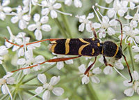 picture of Wasp Beetle, Clytus arietis