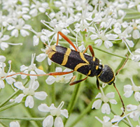 foto van Kleine Wespenboktor, Clytus arietis