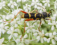 foto van Kleine Wespenboktor, Clytus arietis