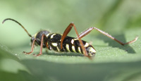 picture of Wasp Beetle, Clytus arietis