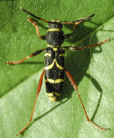 foto van Kleine Wespenboktor, Clytus arietis