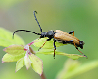 foto van  Corymbia rubra male