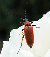 picture of Red Longhorn Beetle, Corymbia rubra / Stictoleptura rubra