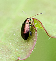 foto van Crepidodera aurea, Crepidodera aurea