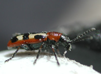 picture of Asparagus Beetle, Crioceris asparagi