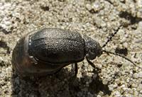 picture of Galeruca tanaceti, Galeruca tanaceti