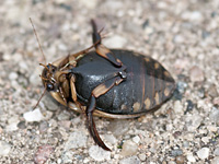 photograph of Grooved Diving Beetle, Acilius sulcatus, Lesser Diving Beetle