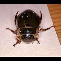 photo of beetle Water Tiger / Dytiscus marginalis