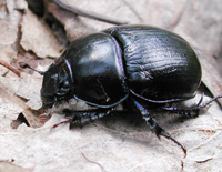 photograph of Geotrupes stercorarius