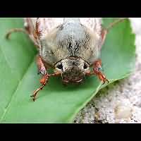 photo 5 of May Bug (melolontha melolontha) in close-up