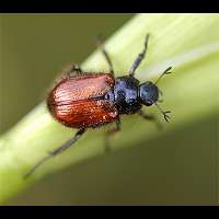 Bracken Chafer