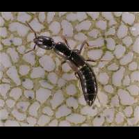 Rove Beetle