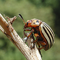 foto van Coloradokever, Leptinotarsa decemlineata