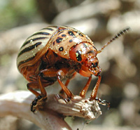 foto van Coloradokever, Leptinotarsa decemlineata