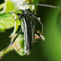 foto van Grote zwarte boktor, Leptura aethiops