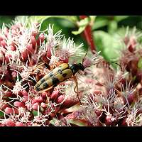 picture of Spotted Longhorn, Leptura maculata