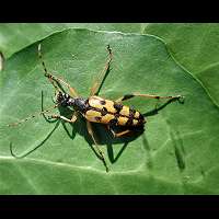 picture of Spotted Longhorn, Leptura maculata