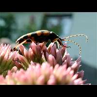 picture of Spotted Longhorn, Leptura maculata