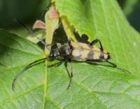 picture of Four-banded Longhorn Beetle, Leptura quadrifasciata