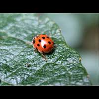 Ten-spotted Ladybird