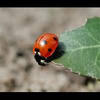 Sevenspotted Lady Beetle