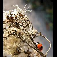 Coccinella septempunctata