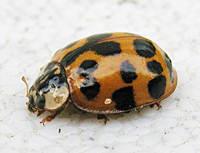 Multicoloured Asian Ladybird