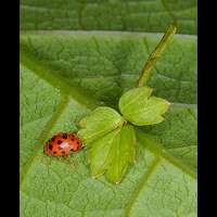 Subcoccinella vigintiquattuorpunctata