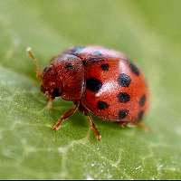 24-spotted Lady Beetle