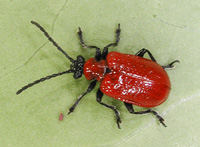 picture of Scarlet Lily Beetle, Lilioceris lilii