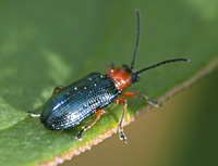 foto van Grasgoudhaantje, Oulema melanopus