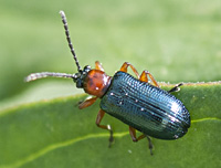 picture of Cereal Leaf Beetle, Oulema melanopus