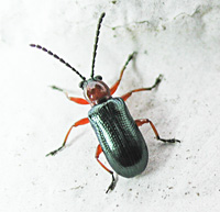 picture of Cereal Leaf Beetle, Oulema melanopus