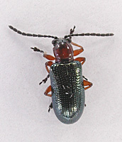 picture of Cereal Leaf Beetle, Oulema melanopus