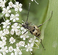 picture of , Pachytodes cerambyciformis